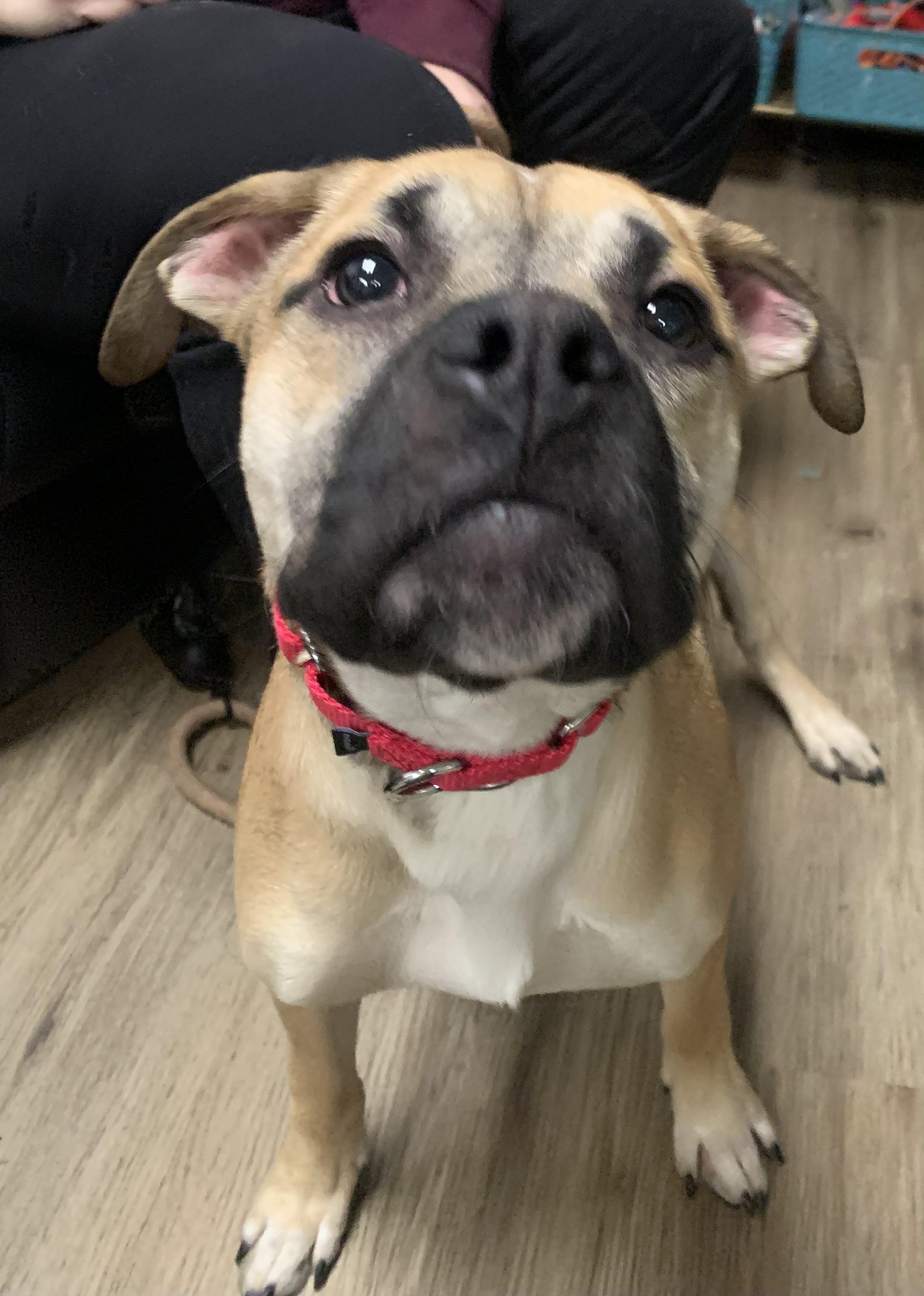 Enlarge  Ike , an adopted Mixed Breed in McKeesport, PA image 5/5