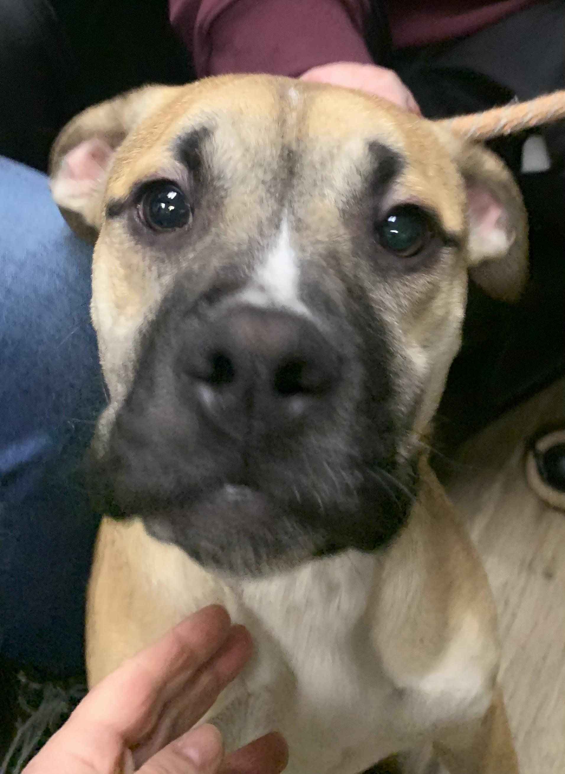 Enlarge  Ike , an adopted Mixed Breed in McKeesport, PA image 1/5