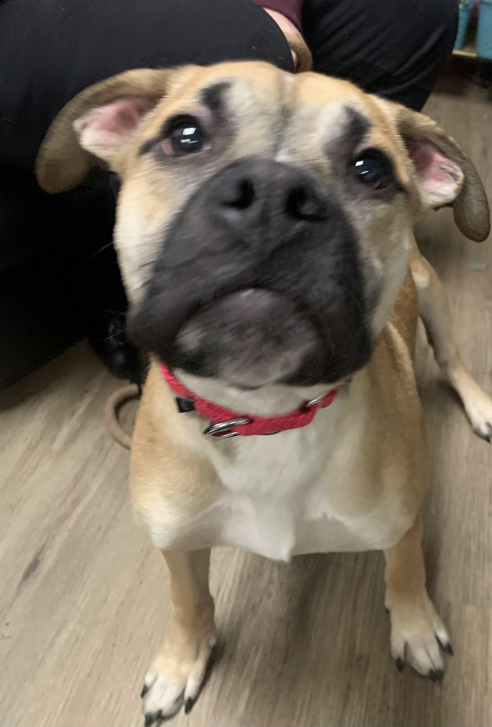 Enlarge  Ike , an adopted Mixed Breed in McKeesport, PA image 2/5