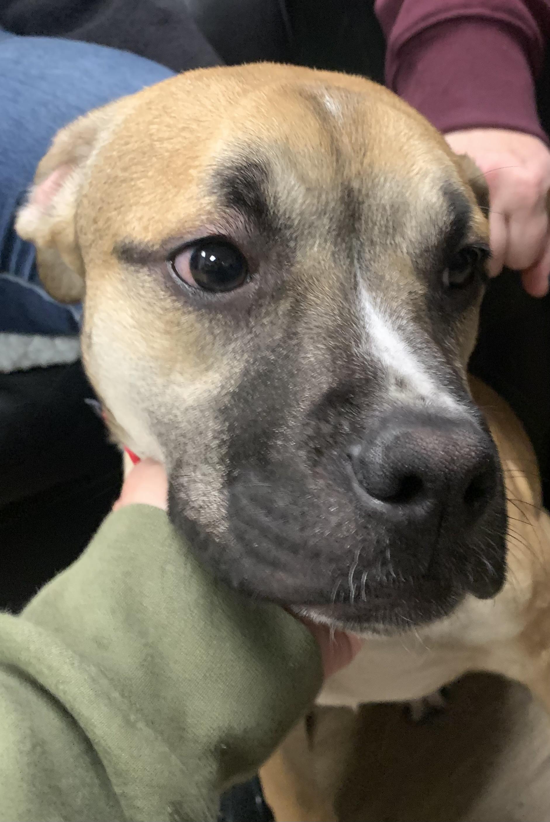 Enlarge  Ike , an adopted Mixed Breed in McKeesport, PA image 3/5