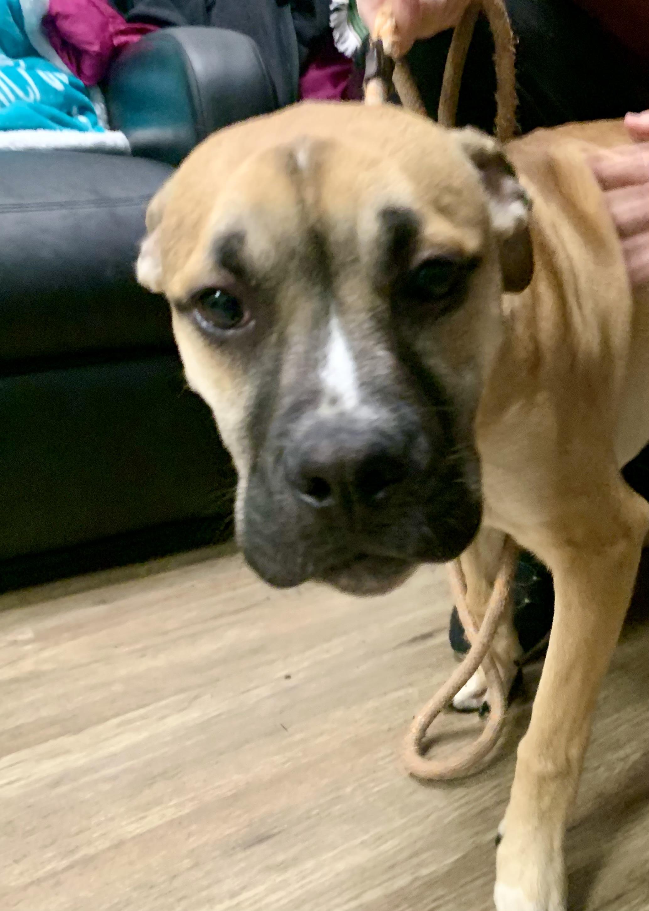 Enlarge  Ike , an adopted Mixed Breed in McKeesport, PA image 4/5