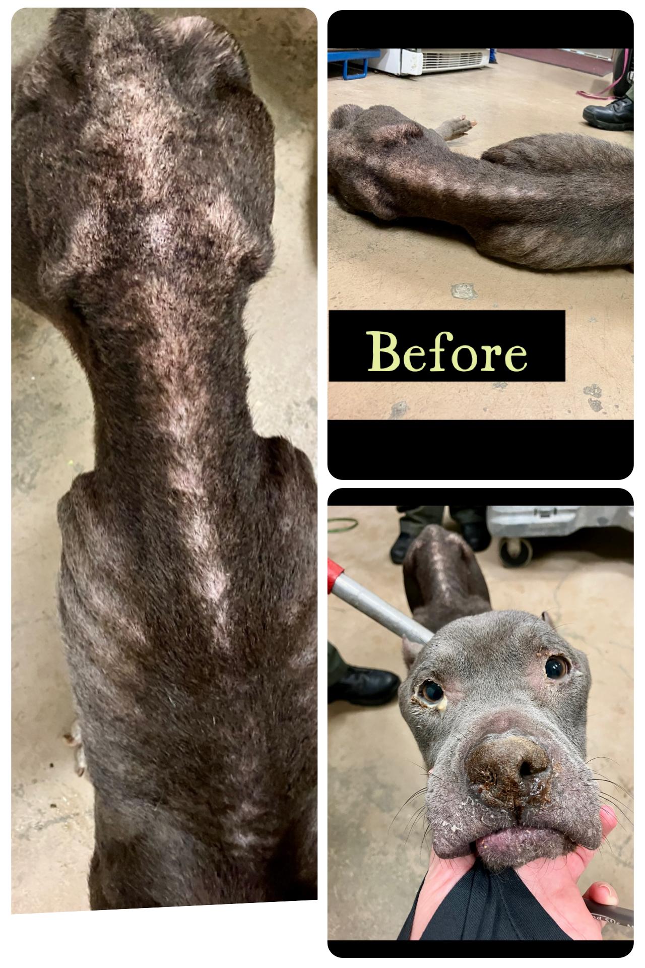 Adira (SC) This is rescue photo 5