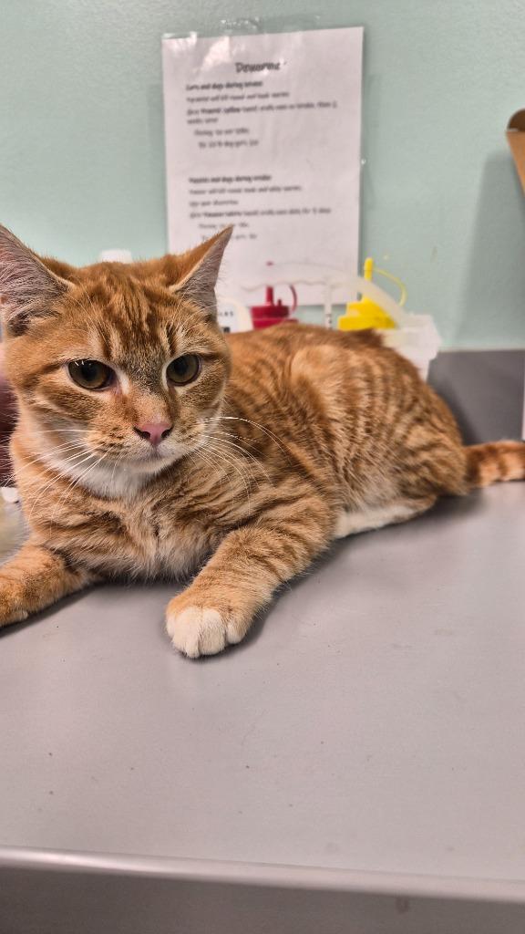 Duffy, Adoptable, Young Male Domestic Short Hair.