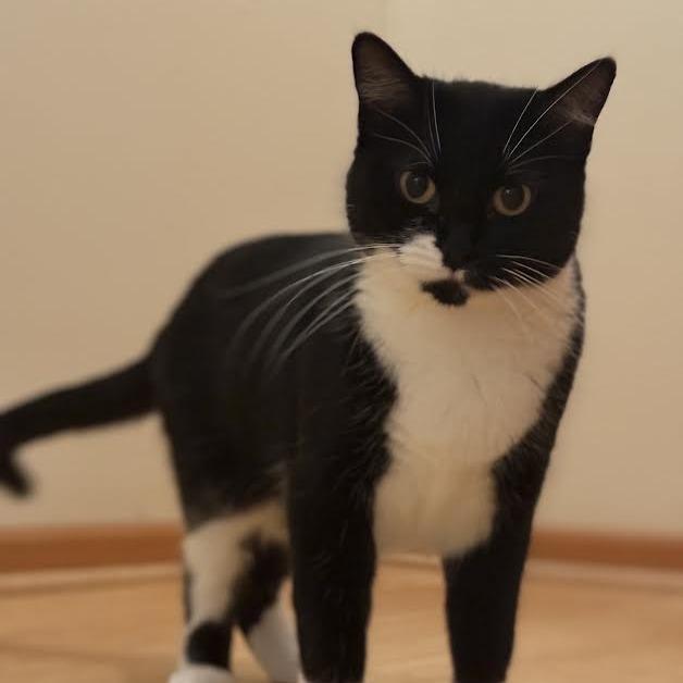 Asteria, a Adoptable Domestic Short Hair in Chaska, MN image 1/6