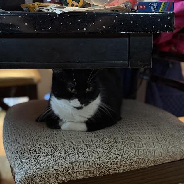 Asteria, a Adoptable Domestic Short Hair in Chaska, MN image 2/6