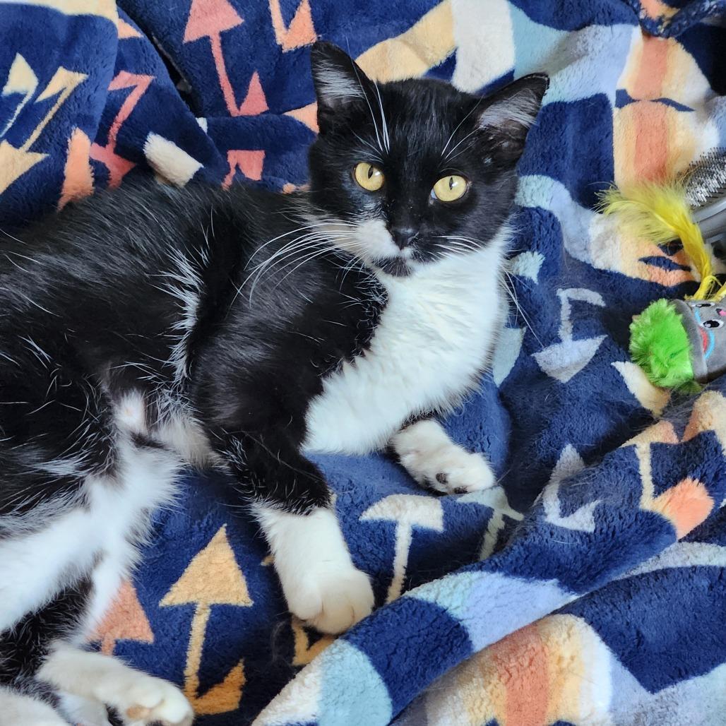 Asteria, a Adoptable Domestic Short Hair in Chaska, MN image 5/6