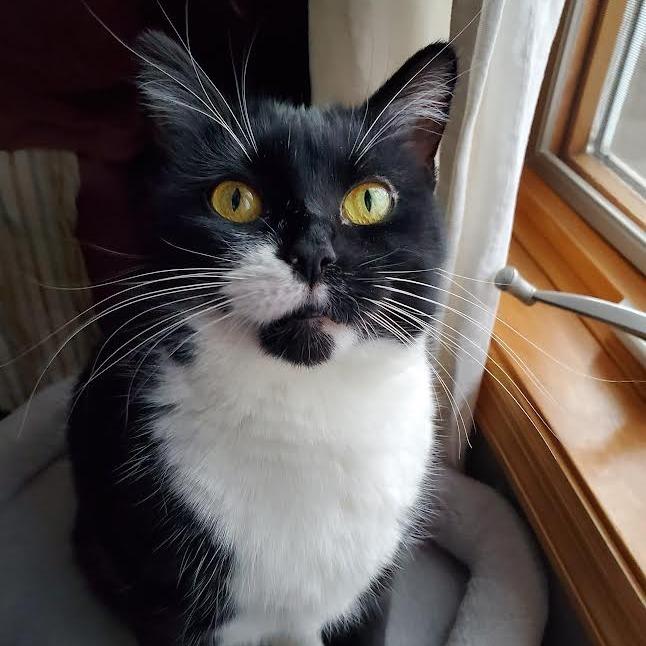 Asteria, a Adoptable Domestic Short Hair in Chaska, MN image 6/6