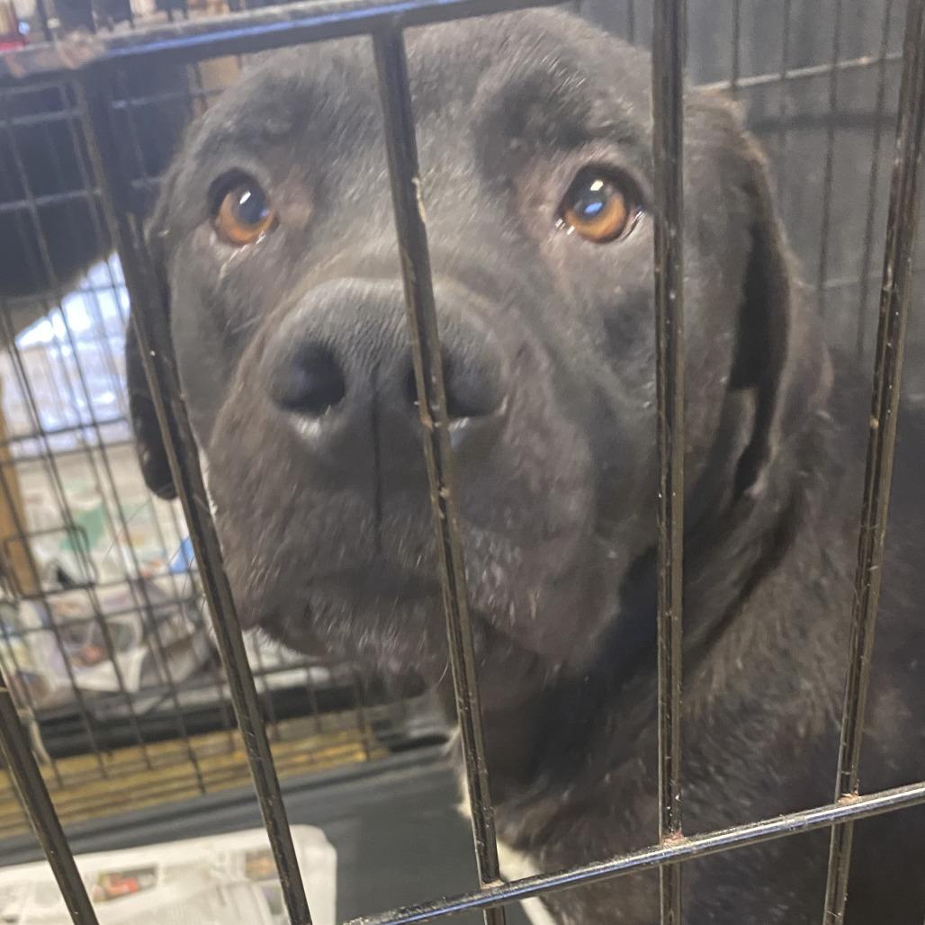 Enlarge Coconut - 091801T, a Adoptable mixed breed in Tupelo, MS image 1/3