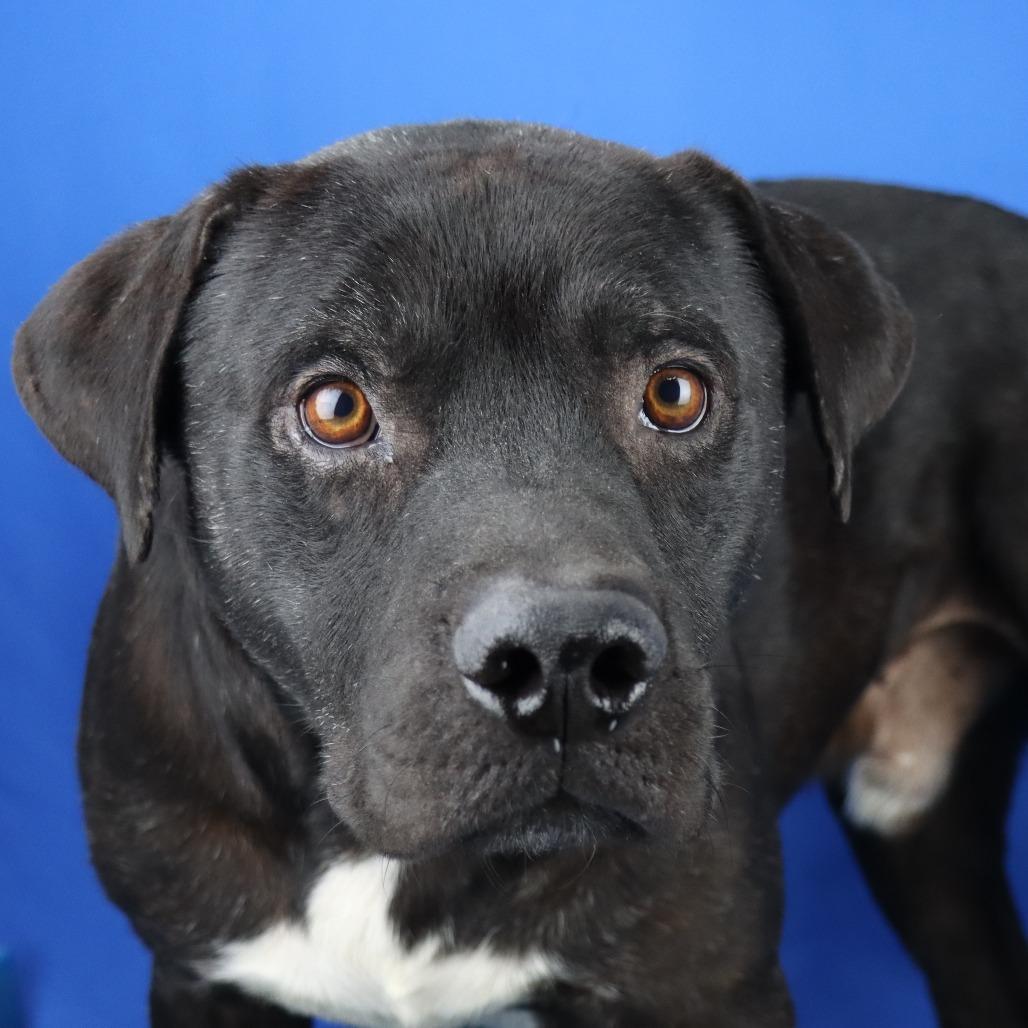 Enlarge Coconut - 091801T, a Adoptable mixed breed in Tupelo, MS image 2/3