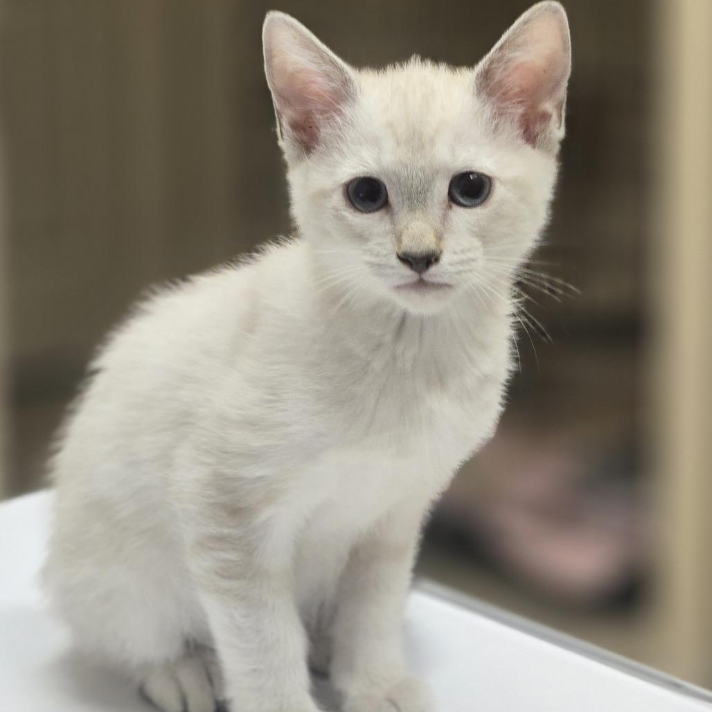 Enlarge Millie, a Adoptable Domestic Short Hair in Wickenburg, AZ image 2/4