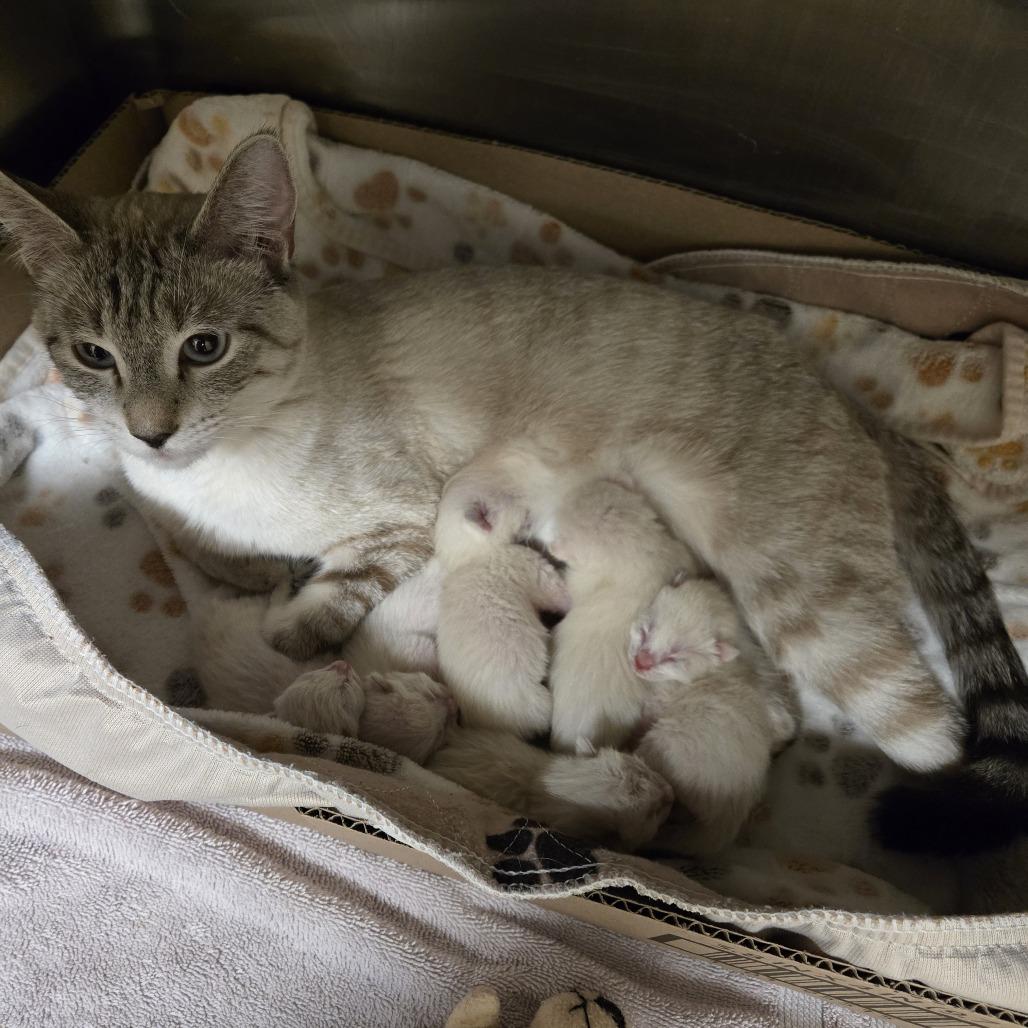 Enlarge Millie, a Adoptable Domestic Short Hair in Wickenburg, AZ image 3/4