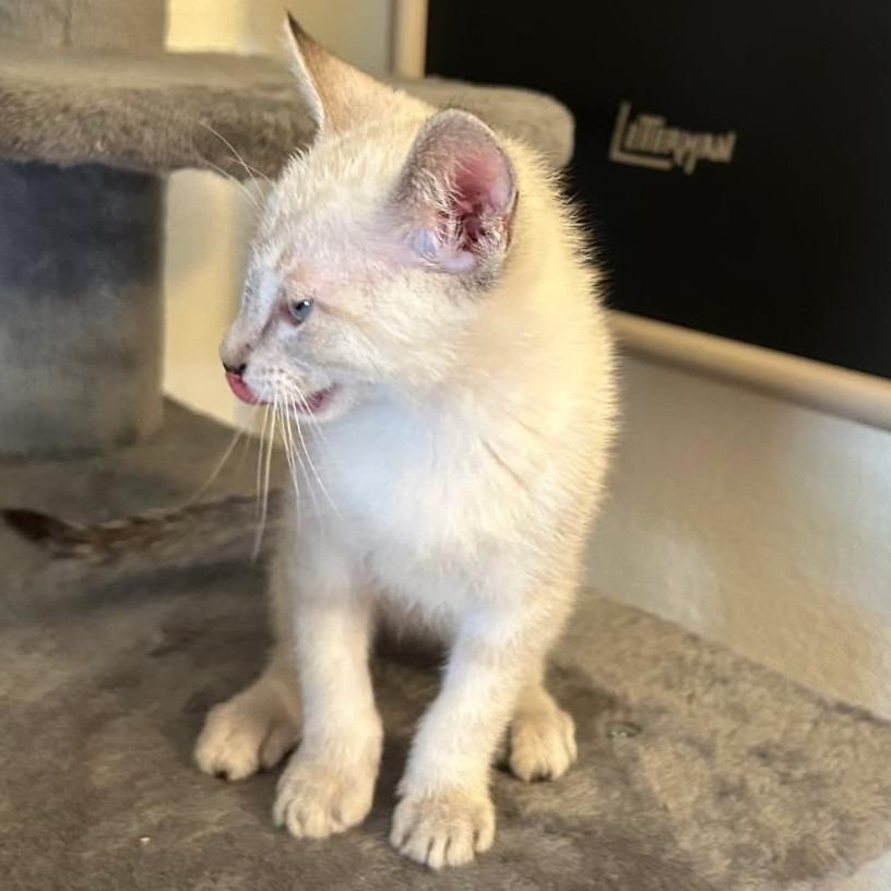 Enlarge Millie, a Adoptable Domestic Short Hair in Wickenburg, AZ image 4/4