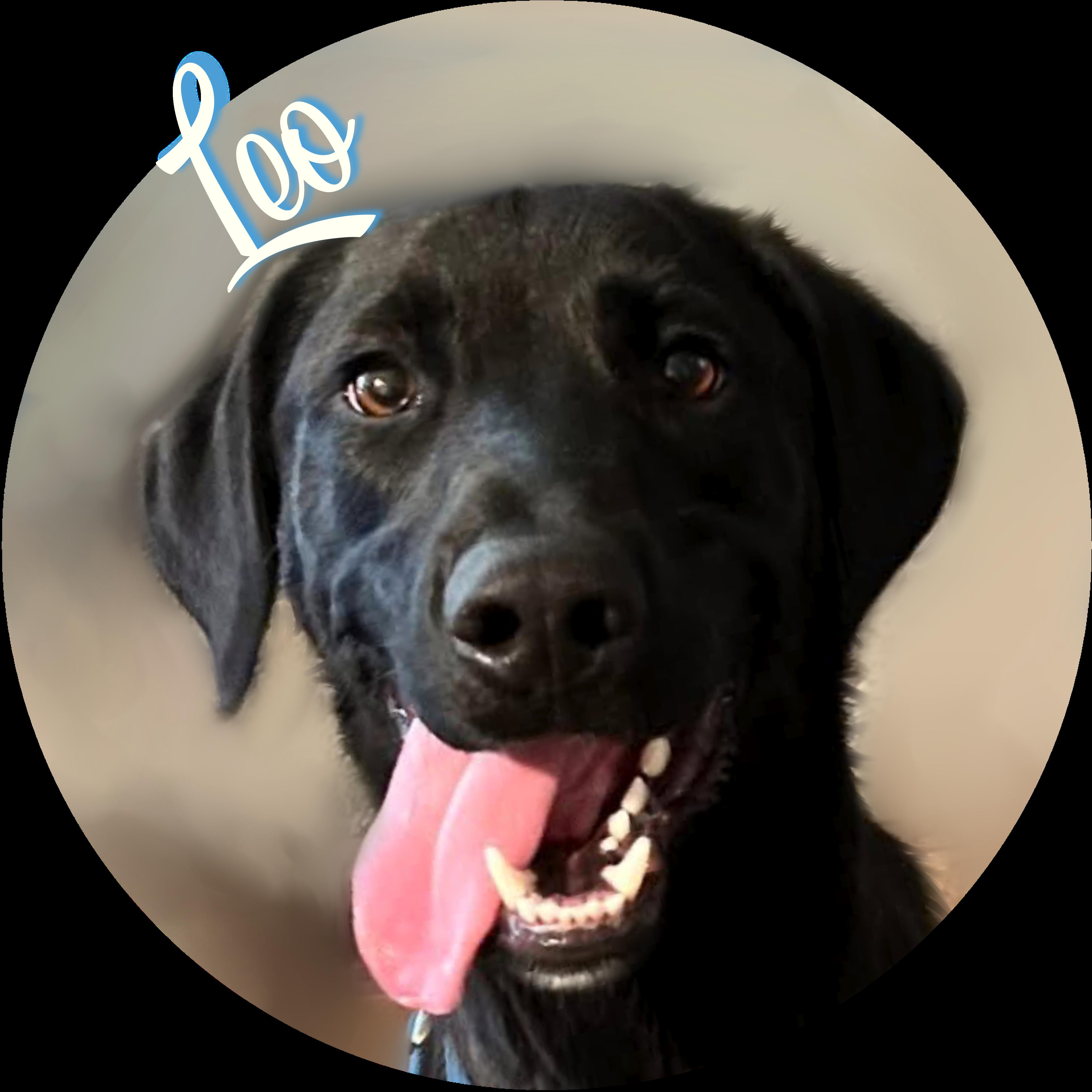 Leo, Adopted, Young Male Black Labrador Retriever.