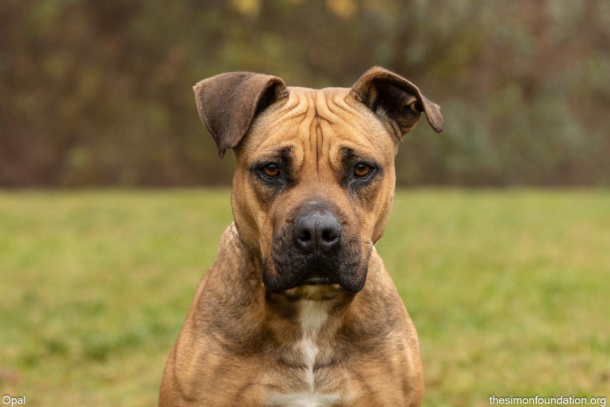 Enlarge Opal, a Adoptable mixed breed in Bloomfield, CT image 1/3