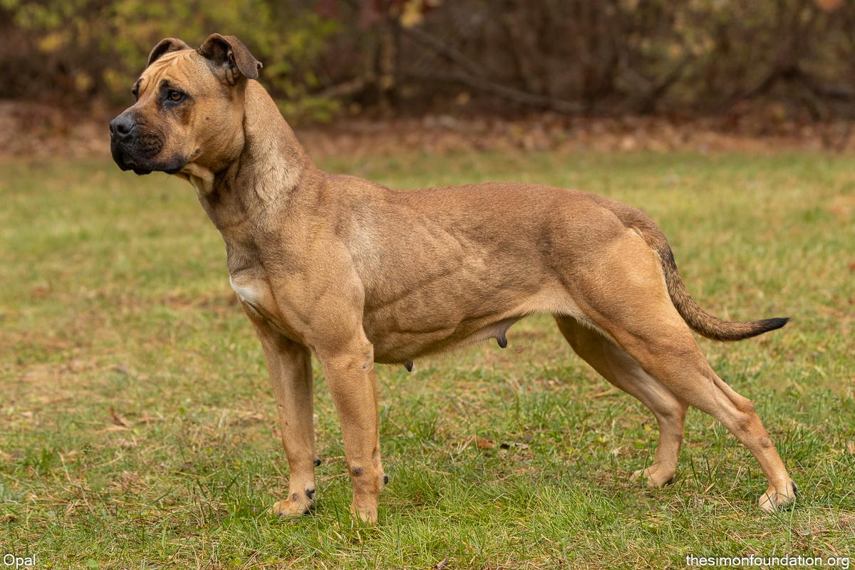 Enlarge Opal, a Adoptable mixed breed in Bloomfield, CT image 2/3