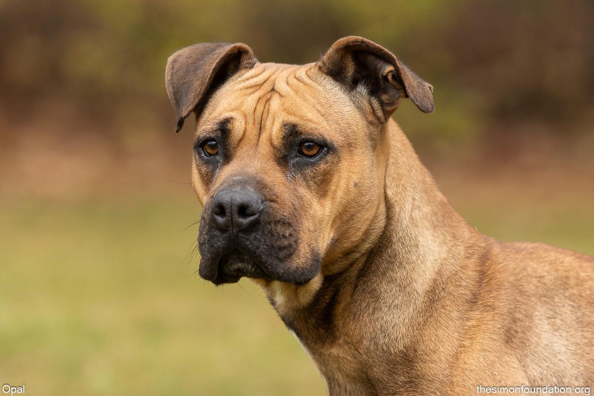 Enlarge Opal, a Adoptable mixed breed in Bloomfield, CT image 3/3