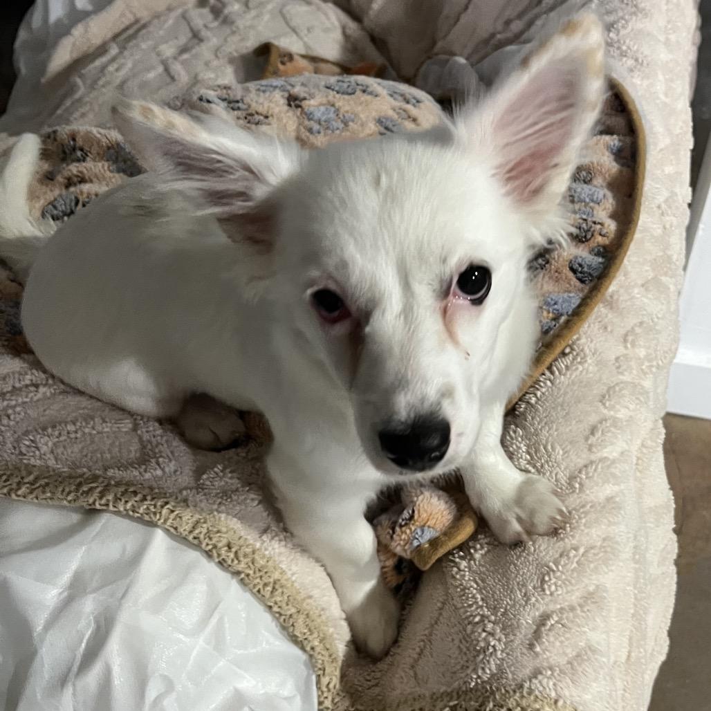 Nova, Adoptable, Young Female Poodle & Maltese.