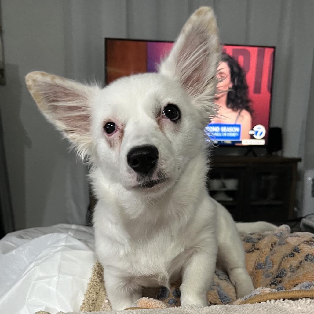 Enlarge Nova, a Adoptable mixed breed in Oakland, CA image 4/6