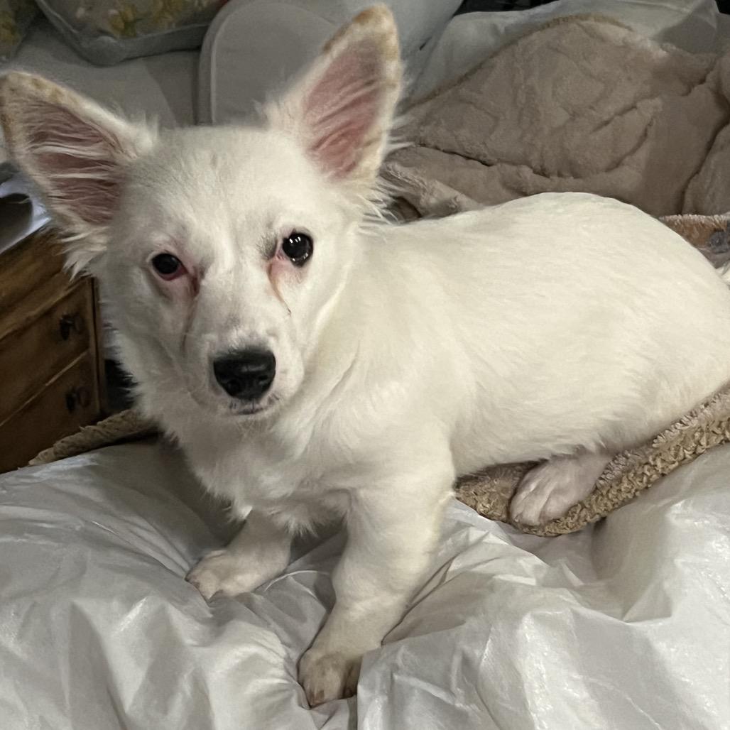 Enlarge Nova, a Adoptable mixed breed in Oakland, CA image 5/6
