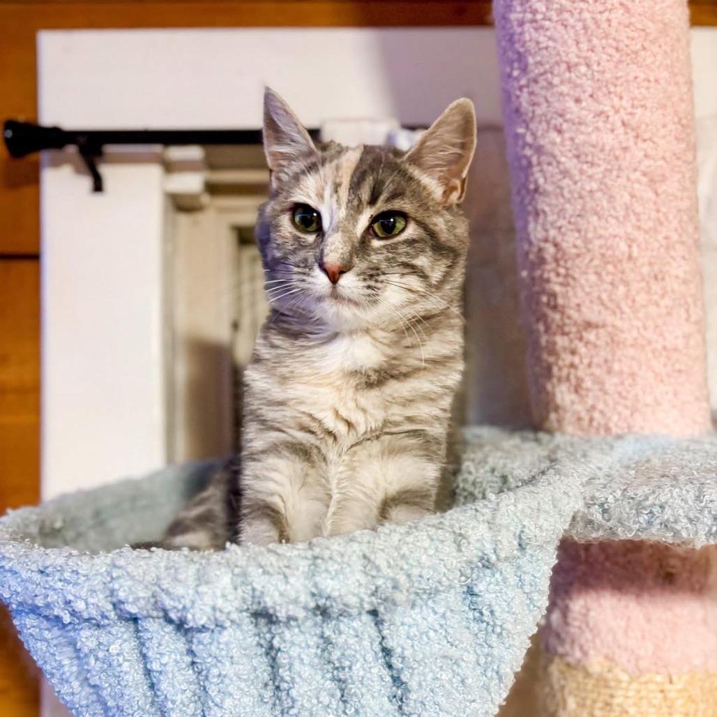 Dia 2227, Adoptable, Young Female Domestic Short Hair.