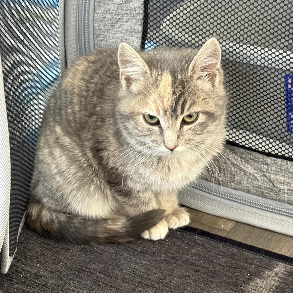 Enlarge Dia 2227, a Adoptable Domestic Short Hair in Kansas City, MO image 1/1