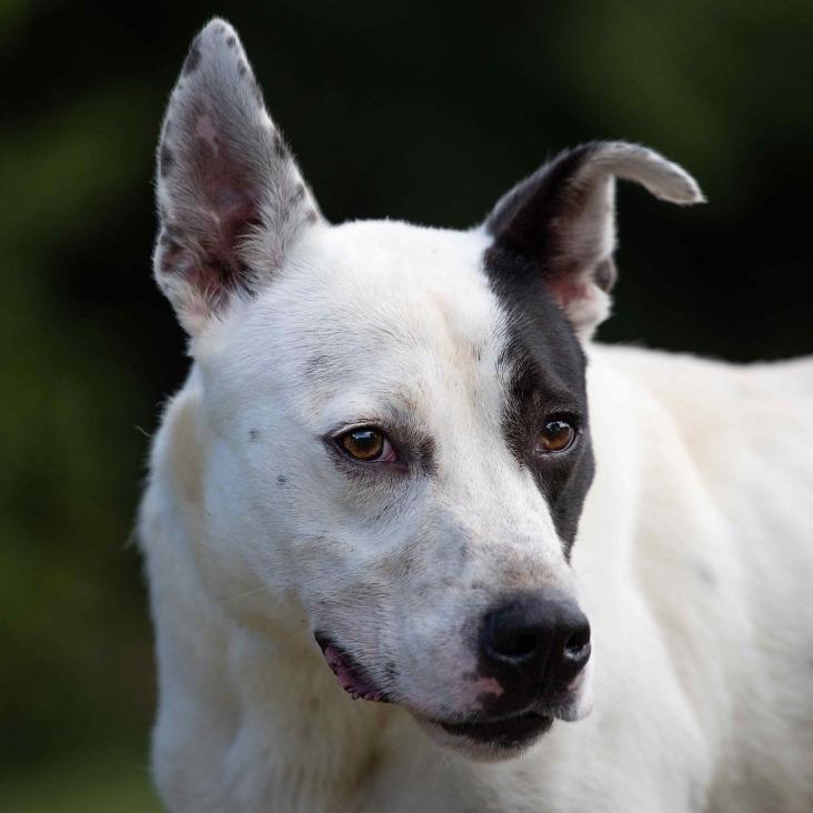 Roger, Adoptable, Adult Male Mixed Breed.