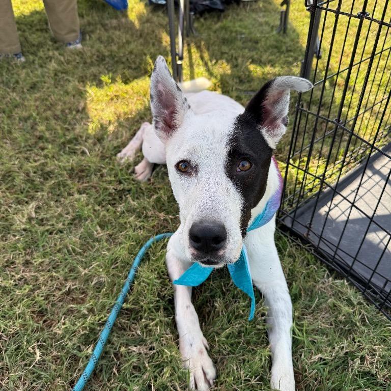 Enlarge Roger, a Adoptable Mixed Breed in Henderson, KY image 3/6