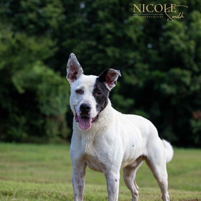 Enlarge Roger, a Adoptable Mixed Breed in Henderson, KY image 4/6