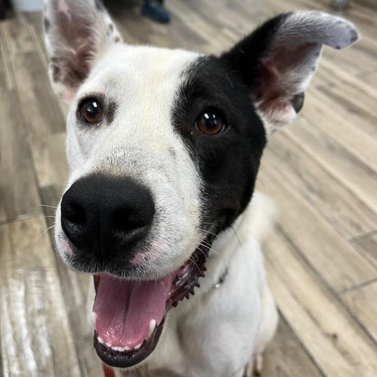 Enlarge Roger, a Adoptable Mixed Breed in Henderson, KY image 5/6