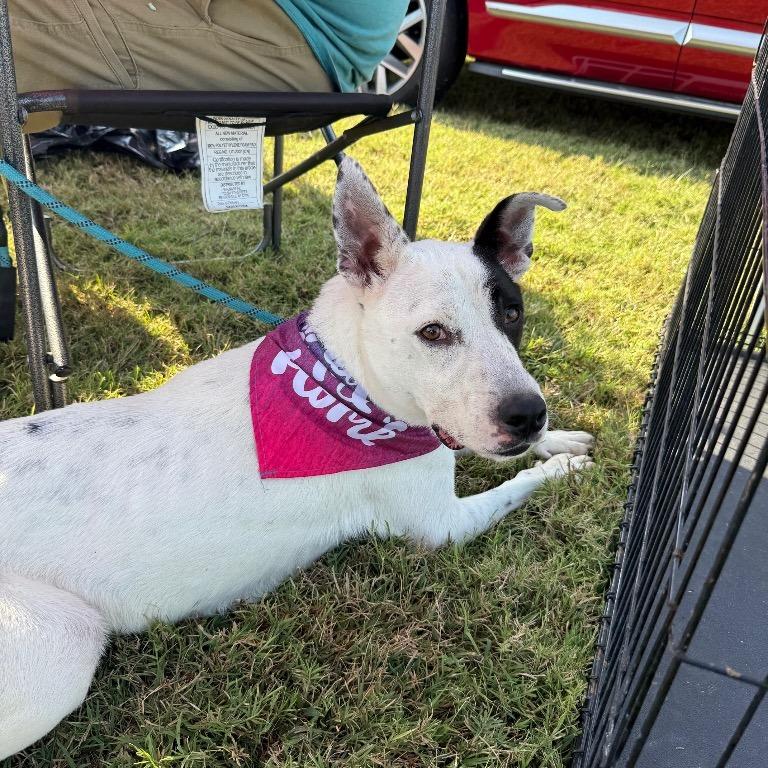 Enlarge Roger, a Adoptable Mixed Breed in Henderson, KY image 6/6