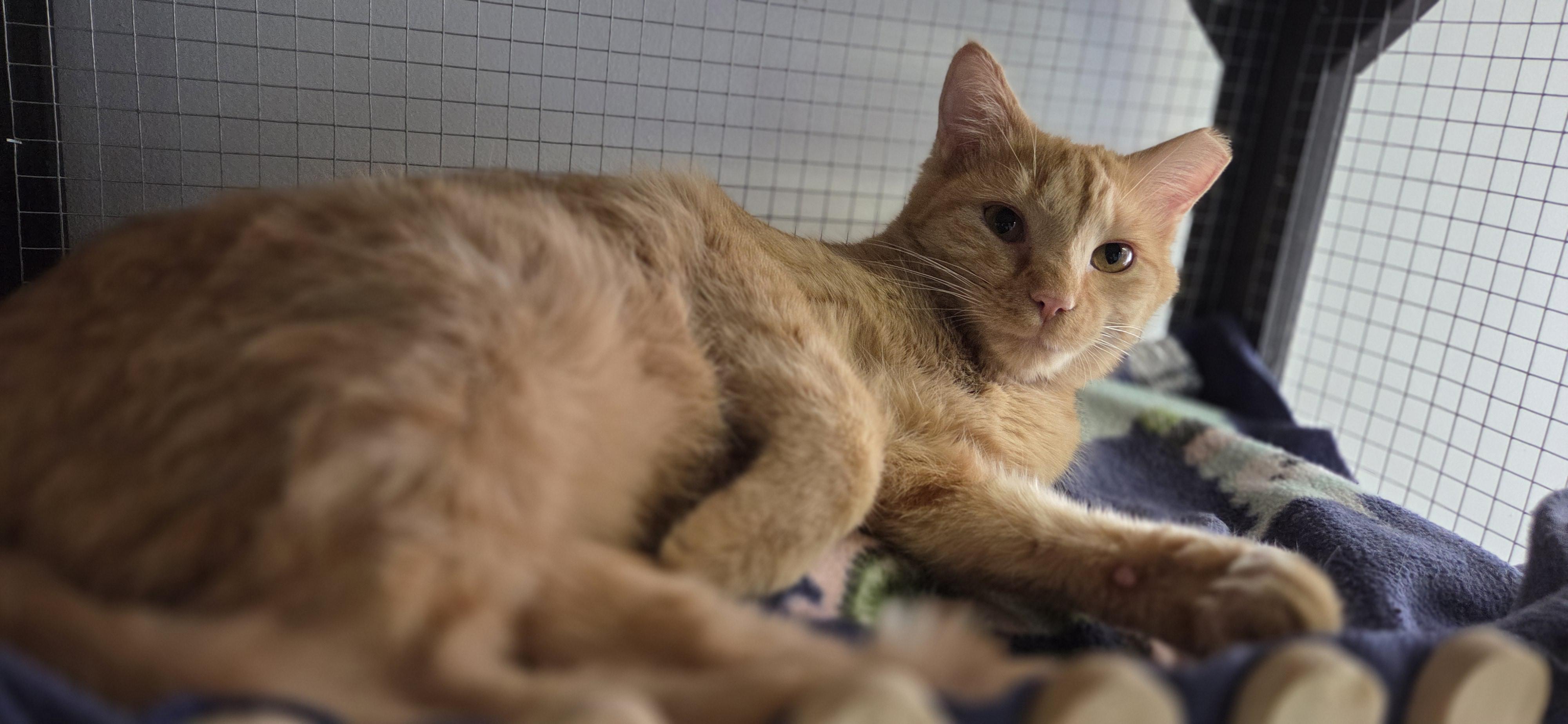Enlarge Cheeto, a ADOPTABLE Domestic Short Hair in Louisville, OH image 1/1