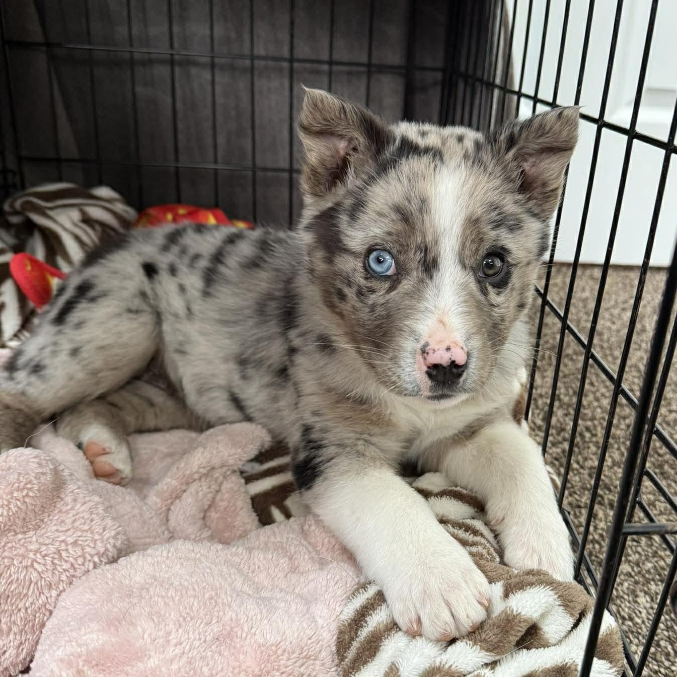 Zara, ADOPTABLE, Young Female Australian Shepherd.