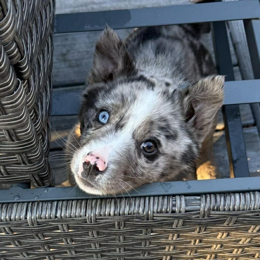 Enlarge Zara, a ADOPTABLE mixed breed in Penfield, NY image 5/5