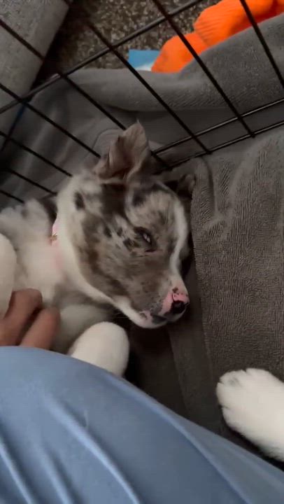 Enlarge Zara, a ADOPTABLE mixed breed in Penfield, NY video 3/5