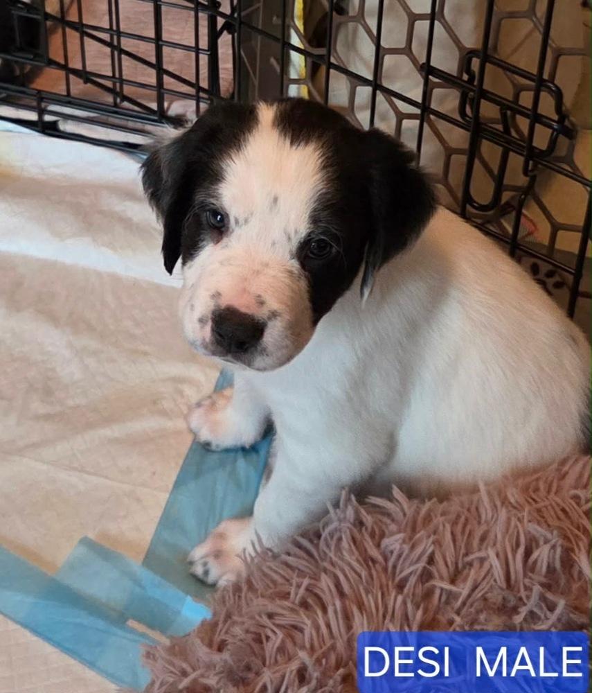 Desi (Myra’s Mini’s 2026 MALE), a Adoptable mixed breed in Wenonah, NJ image 2/6