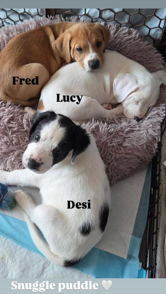 Desi (Myra’s Mini’s 2026 MALE), a Adoptable mixed breed in Wenonah, NJ image 3/6