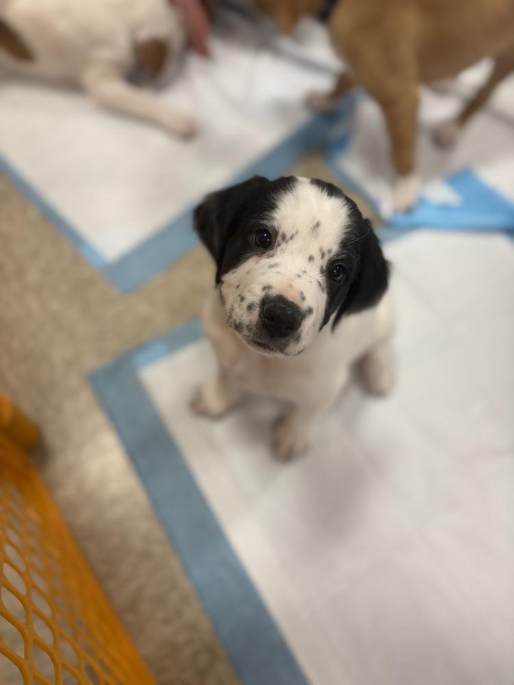 Desi (Myra’s Mini’s 2026 MALE), a Adoptable mixed breed in Wenonah, NJ image 4/6