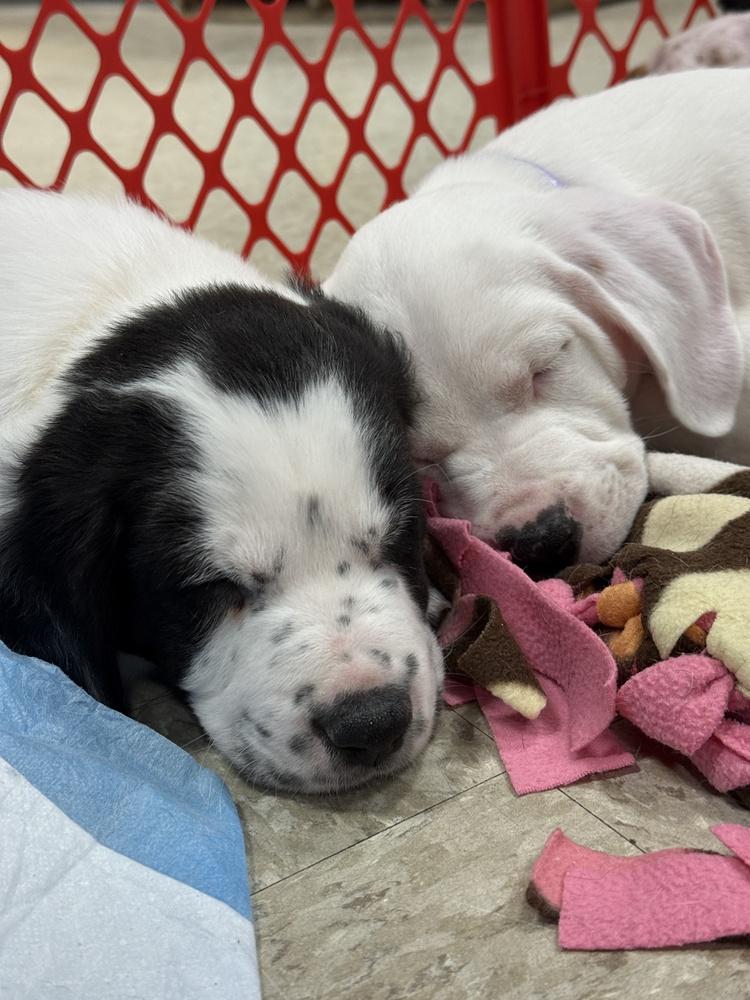 Desi (Myra’s Mini’s 2026 MALE), a Adoptable mixed breed in Wenonah, NJ image 6/6