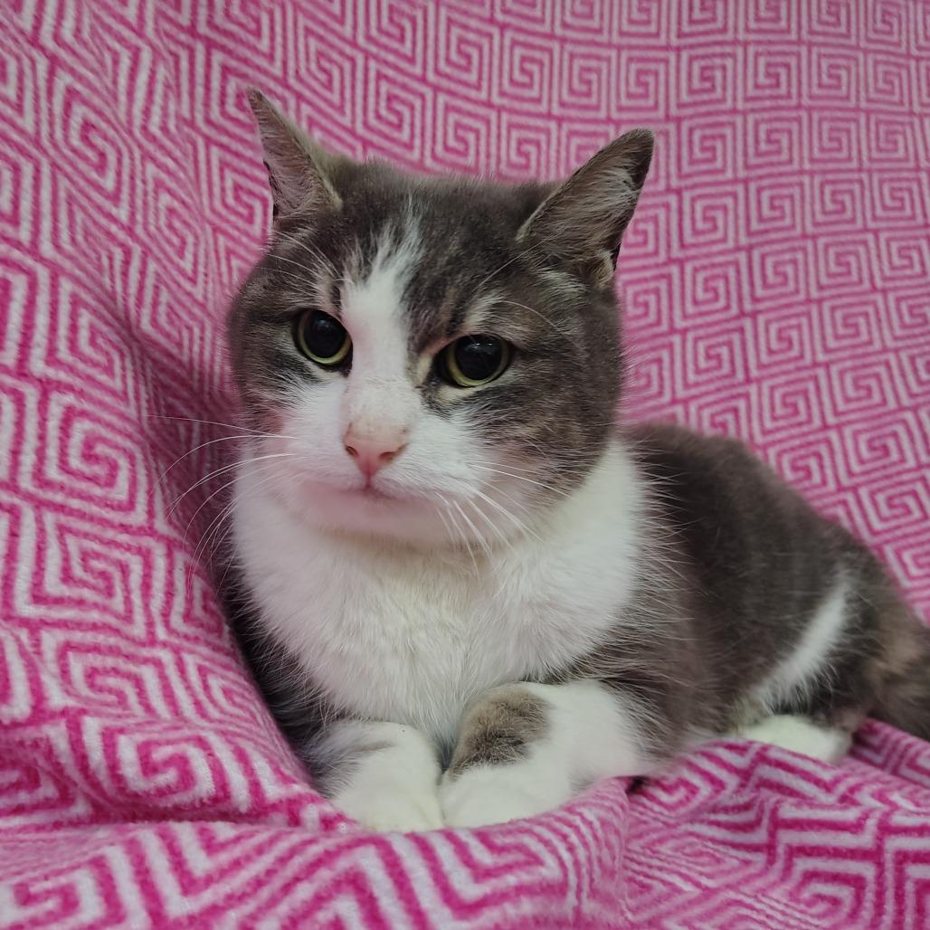 Enlarge Selena, a Adoptable Domestic Short Hair in Coos Bay, OR image 1/3