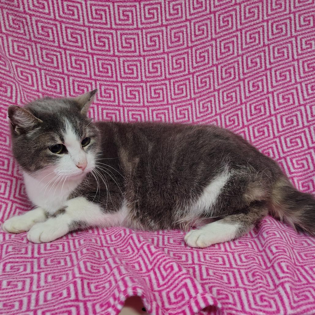 Enlarge Selena, a Adoptable Domestic Short Hair in Coos Bay, OR image 2/3