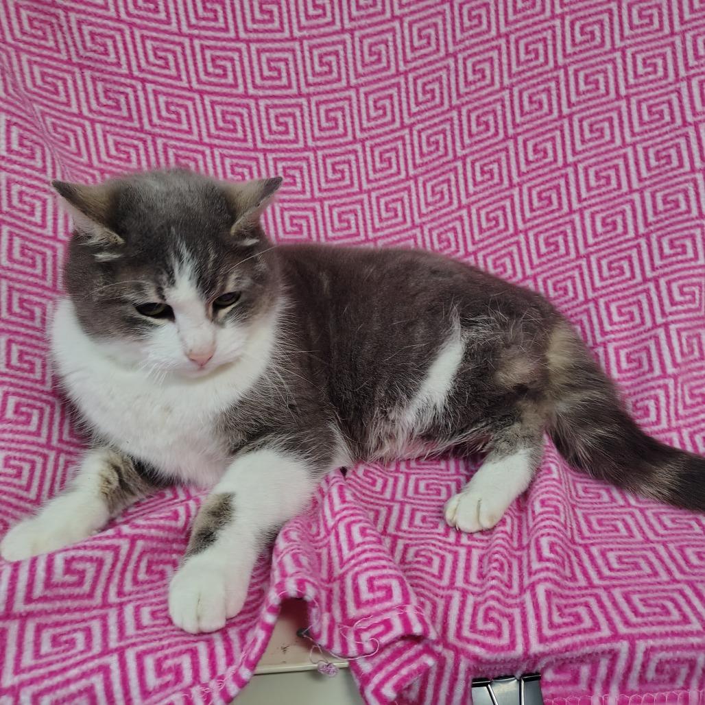 Enlarge Selena, a Adoptable Domestic Short Hair in Coos Bay, OR image 3/3