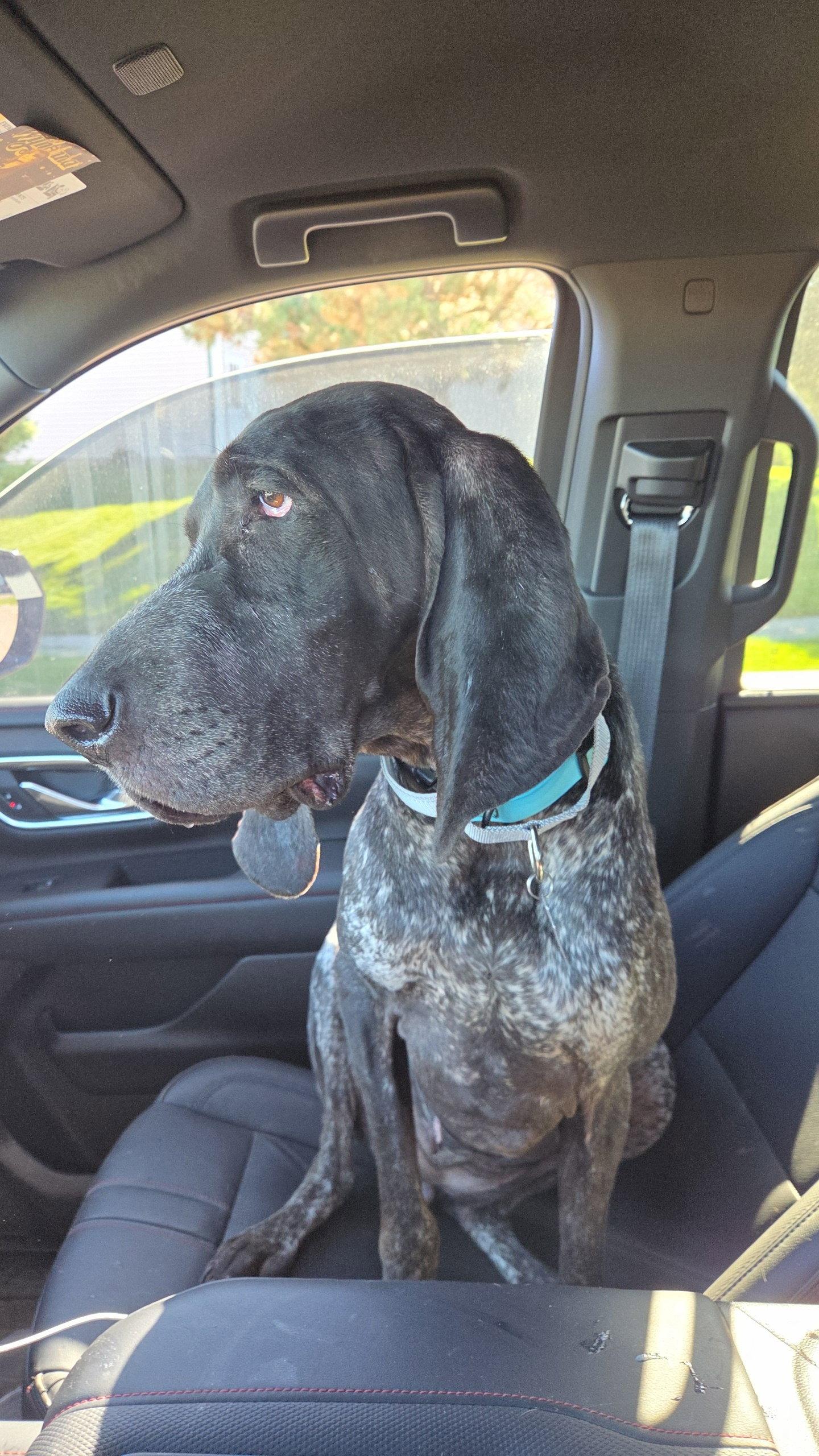 Enlarge Blair *longest ears award*, a Adoptable Bluetick Coonhound in Crystal, MN image 1/3