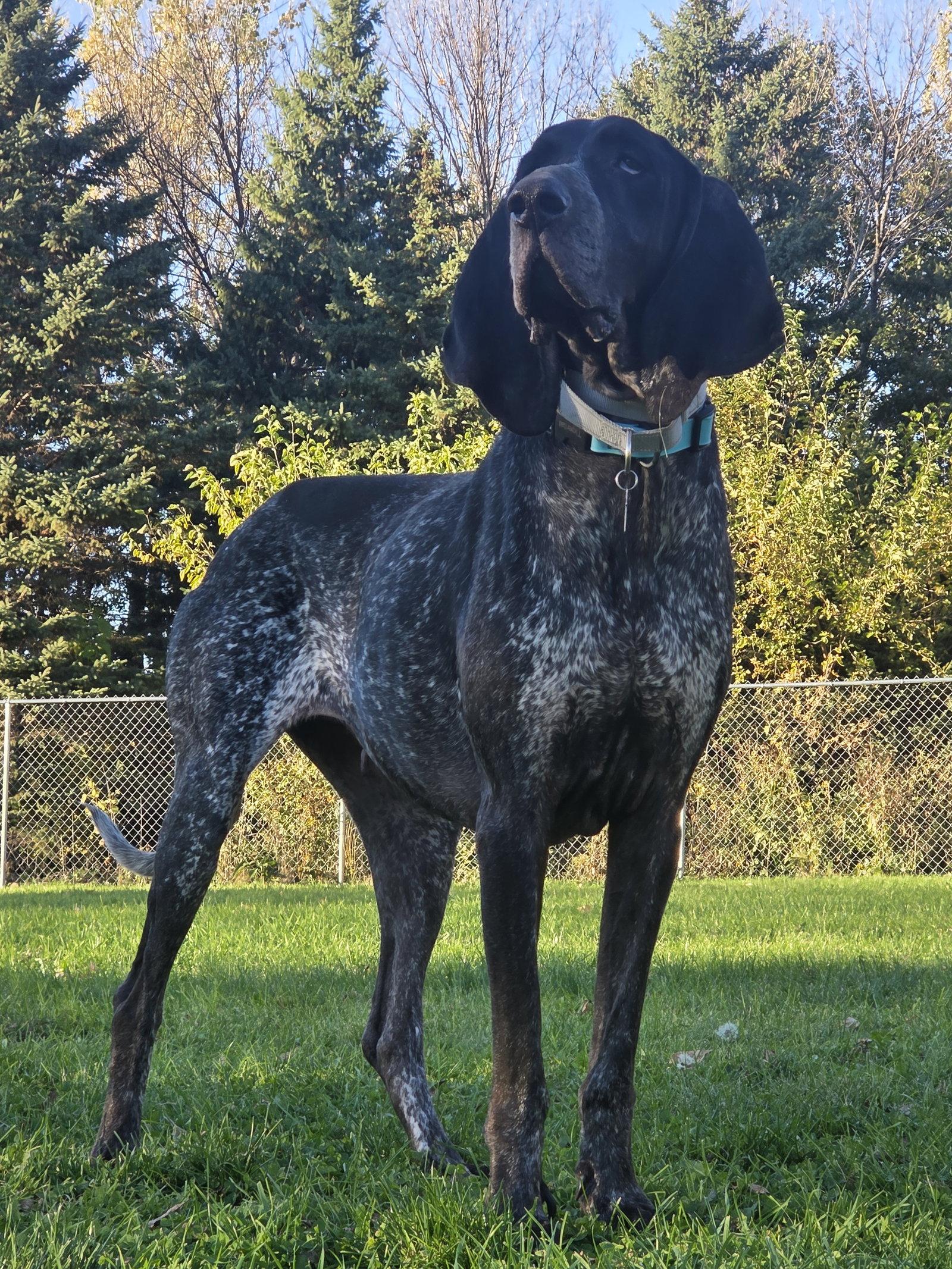 Enlarge Blair *longest ears award*, a Adoptable Bluetick Coonhound in Crystal, MN image 2/3