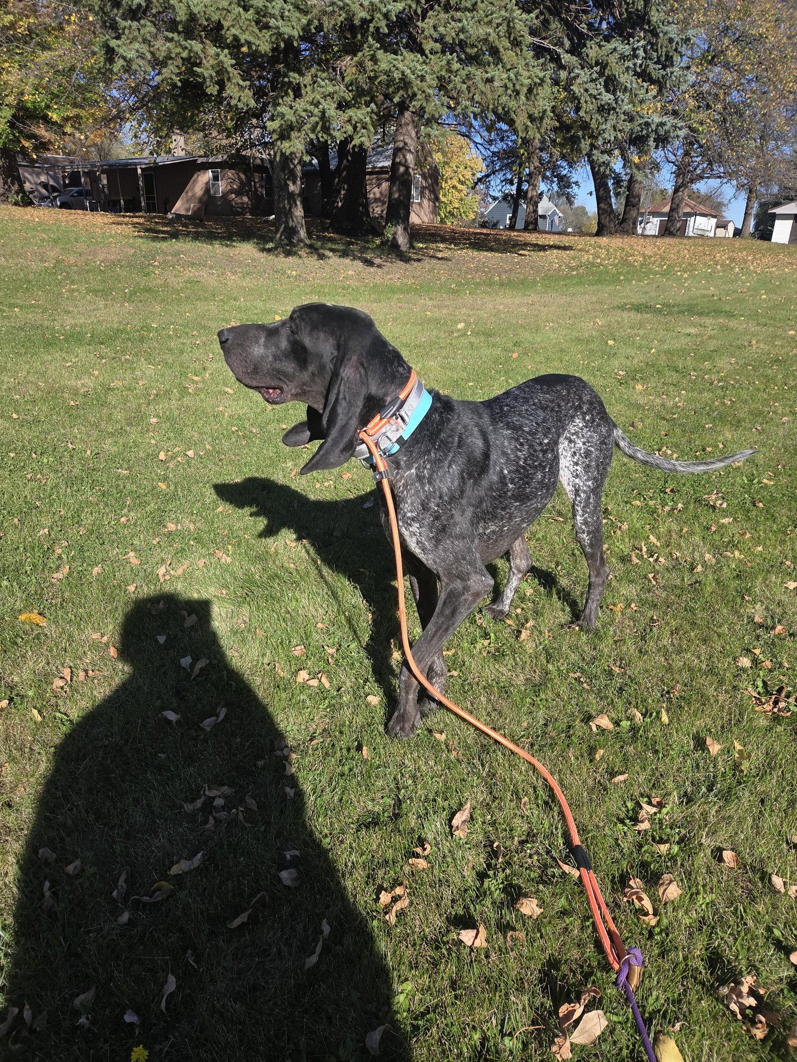 Enlarge Blair *longest ears award*, a Adoptable Bluetick Coonhound in Crystal, MN image 3/3
