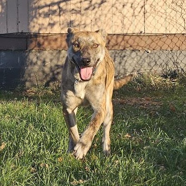 Enlarge Daphne, a Adoptable mixed breed in Watertown, SD image 2/6