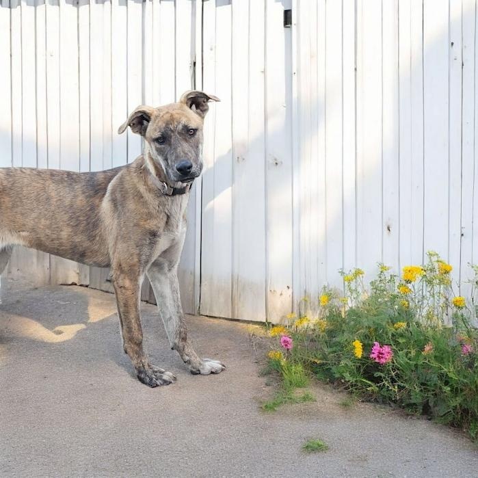 Enlarge Daphne, a Adoptable mixed breed in Watertown, SD image 5/6