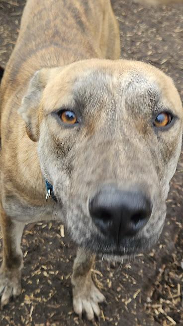 Enlarge Daphne, a Adoptable mixed breed in Watertown, SD image 3/6