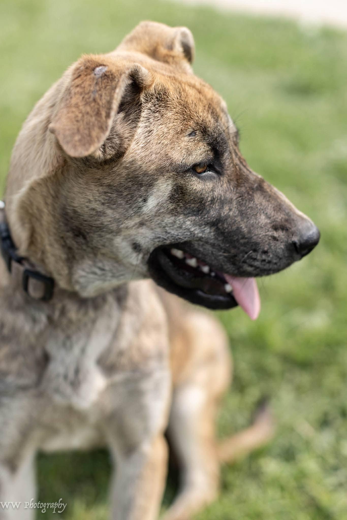 Enlarge Daphne, a Adoptable mixed breed in Watertown, SD image 4/6