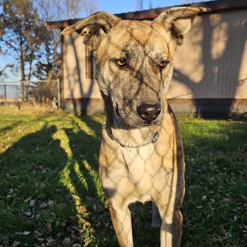 Enlarge Daphne, a Adoptable mixed breed in Watertown, SD image 1/6