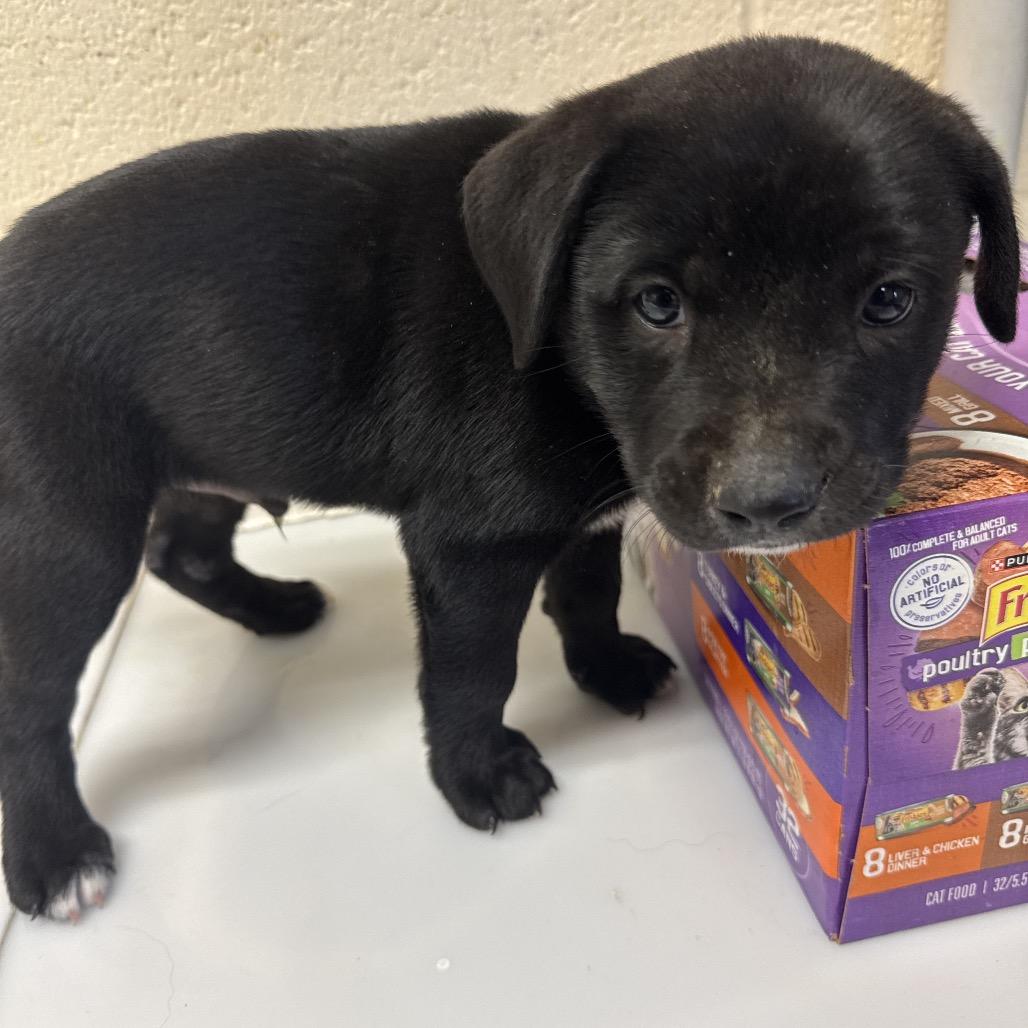 Enlarge Wally, a Adopted mixed breed in merrillville, IN image 1/1